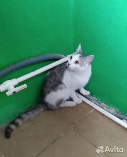 В добрую семью