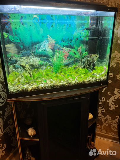 Аквариум