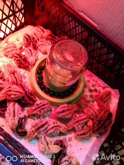 Цыплята, индюшата, перепелята вывод на заказ