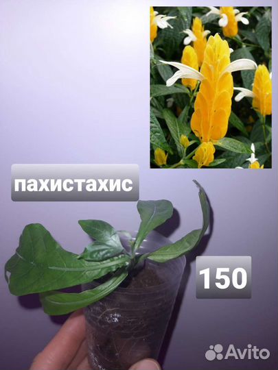 Комнатные цветы