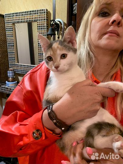 Отдам котёнка в добрые руки