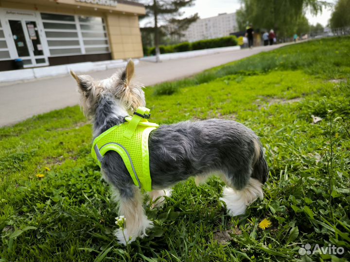 Шлейка для маленькой собаки