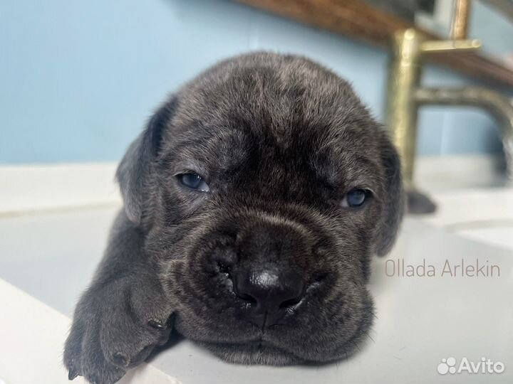 Кане Корсо щенки