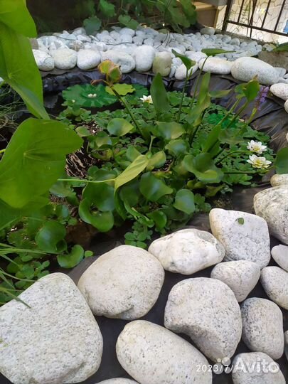 Пистия и Эйхорния (водяной салат и гиацинт)