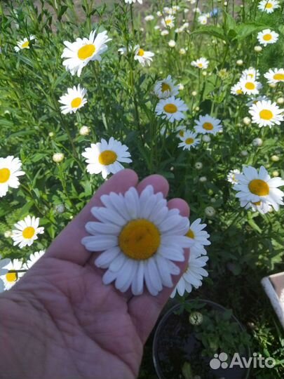 Многолетники садовые