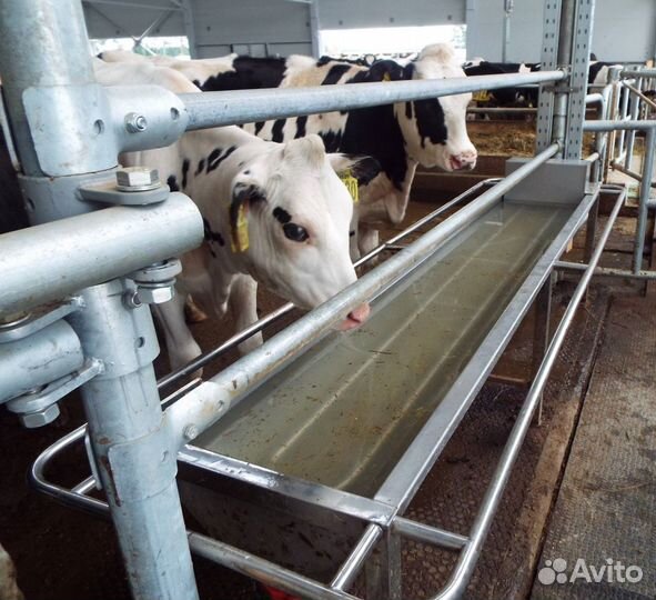 Поилка для беспривязного содержания крс