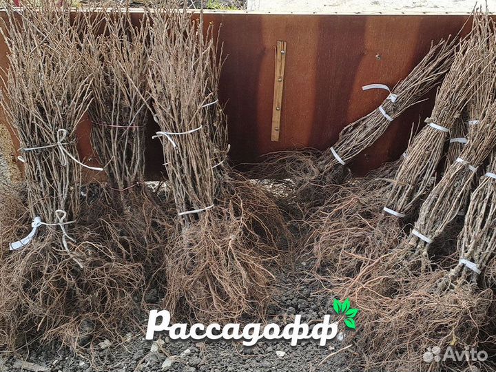 Саженцы смородины. Лучшие сорта