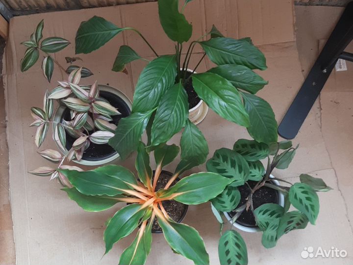 Много растений