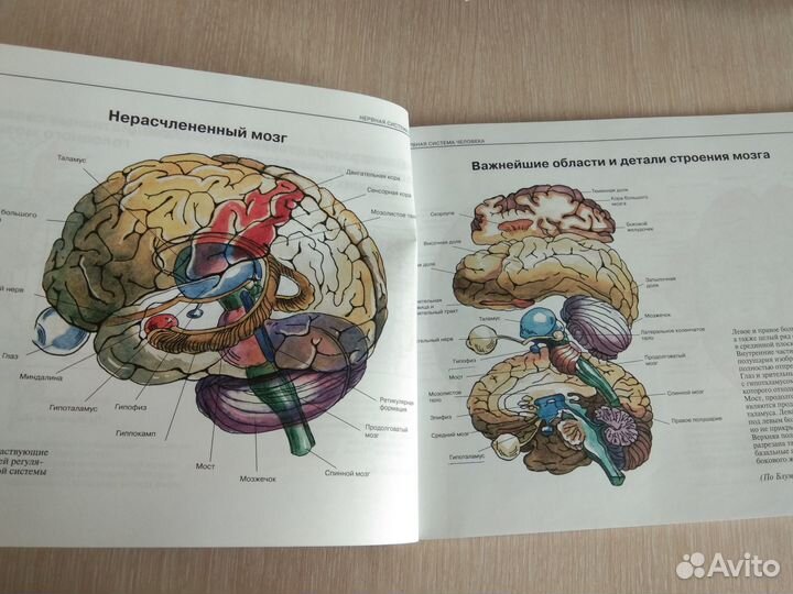 «Атлас нервной системы человека Микадзе, 6-е издан