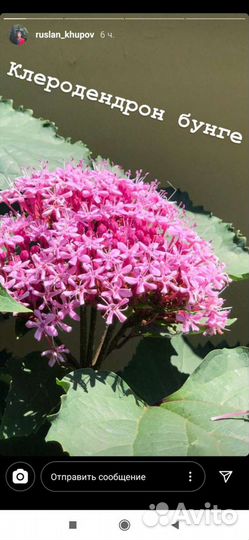 Клеродендрон Бунге (гортензия)