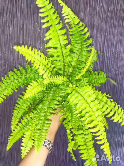 Нефролепис Блю Белл