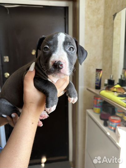 Щенки питбуля