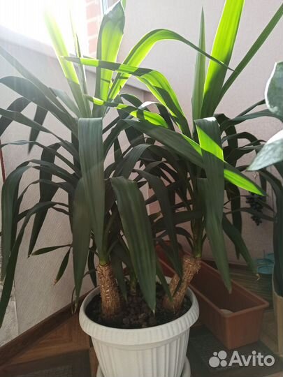 Замиокулькас, юкка, драцена и фикус