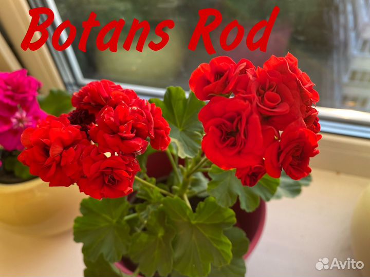 Сортавая Пеларгония герань