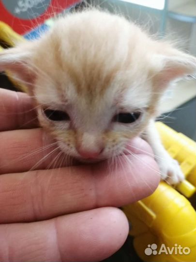 Рыжий котенок мальчик
