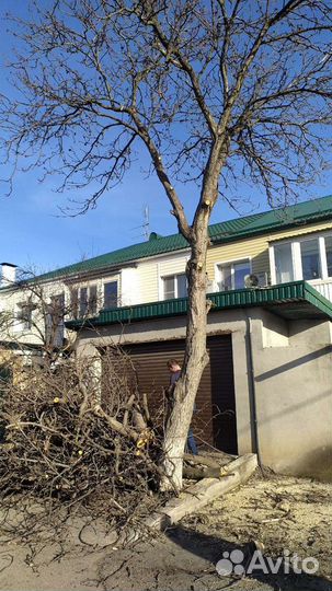 Спил деревьев расчистка участков