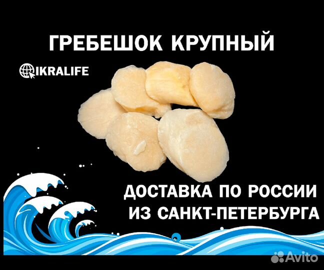 Гребешок крупный. сдэк по РФ