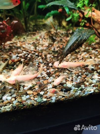 Сомики анциструсы вуалевые