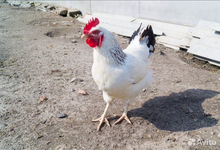 Петухи / петушки, доминант, птица, куры