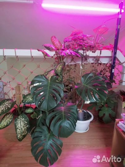 Диффенбахия