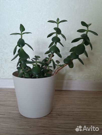 Цветок толстянка