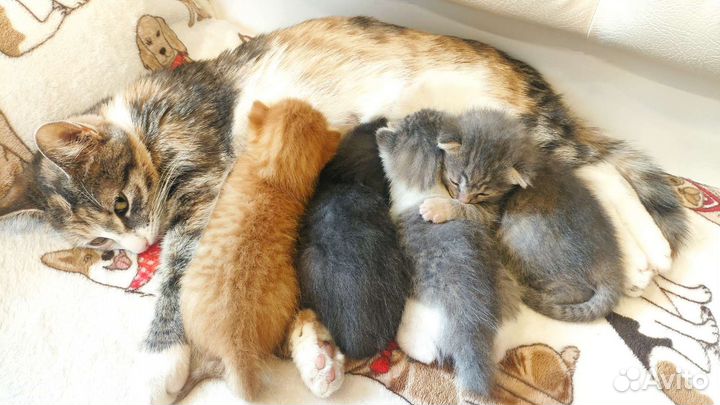 Котята в добрые руки