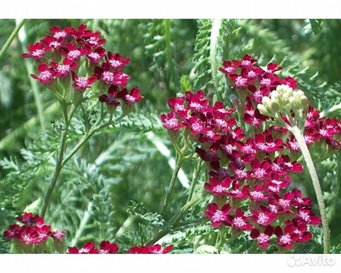 Тысячелистник обыкновенный Summerwine