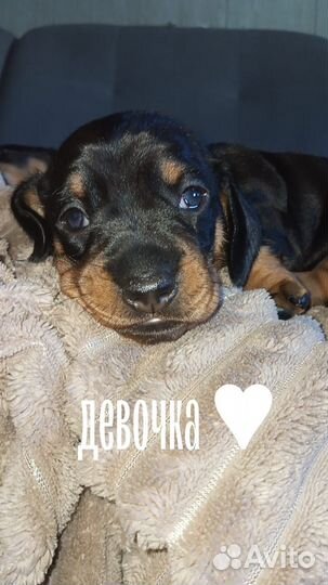 Бронь щенков таксы