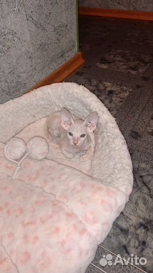 Котята из питомника ориентал, петерболд