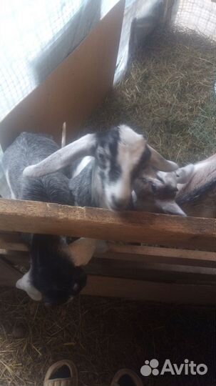 Козлята молочные