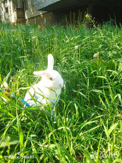 Декоративный кролик. хальстландер. вязка