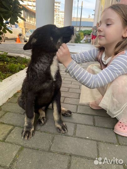 Восточноевропейская овчарка