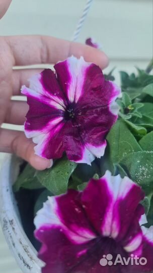 Петунья ампельная