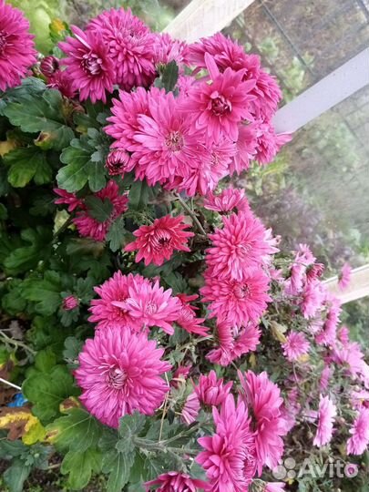 Хризантема