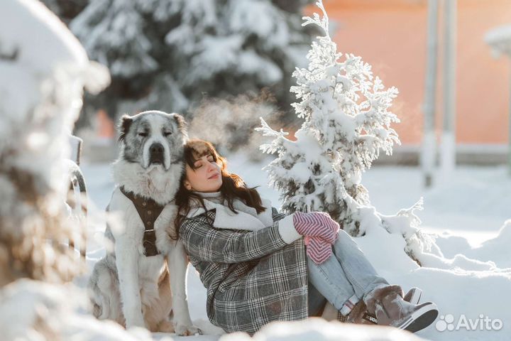 Алабай ищет даму сердца