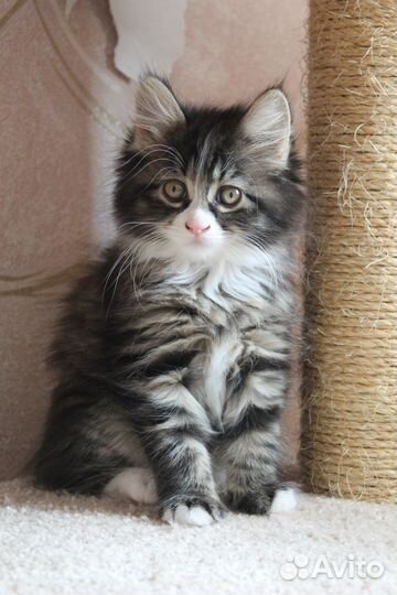 Курильский бобтейл