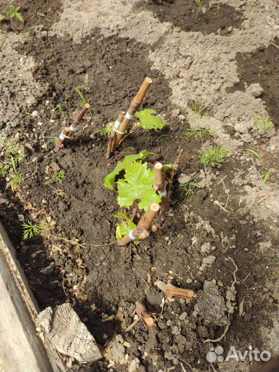 Черенки виноград (супер экстра, красотка ) 2-летки