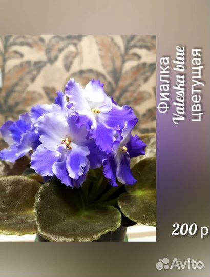 Фиалки, комнатные растения