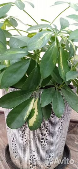 Цветок шефлера