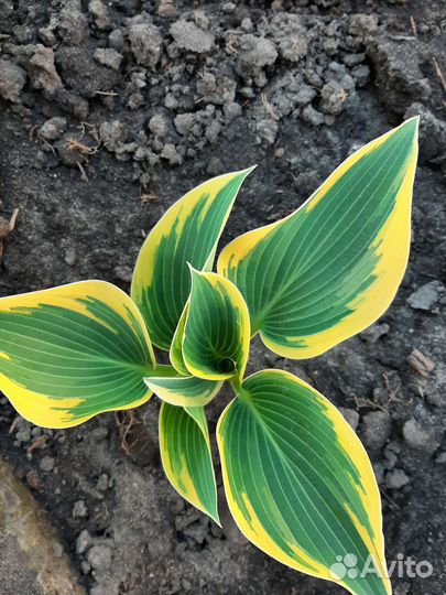 Хосты сортовые