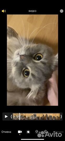 Кот для вязки