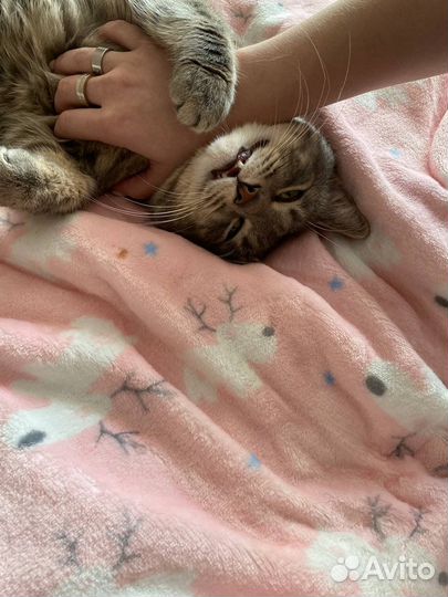 Кошка в дар