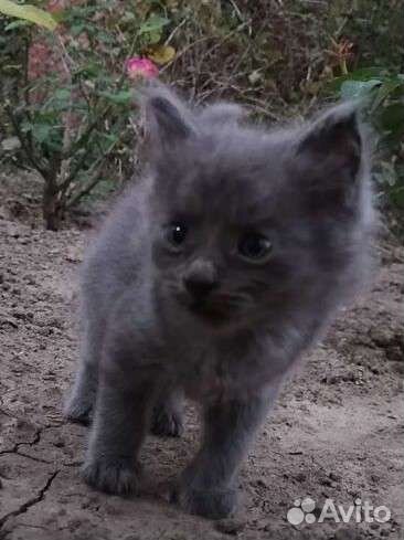 Котики бесплатно в добрые руки