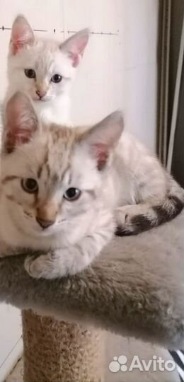 Снежные бенгалы