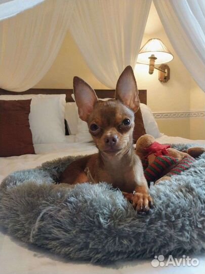 Зоогостиница. Передержка кошек и собак официально