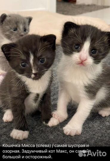 Кошка в дар