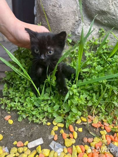 Два очаровательных черных котенка ищут дом