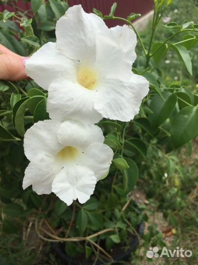 Красивоцветущие лианы и плющ для вашего дома