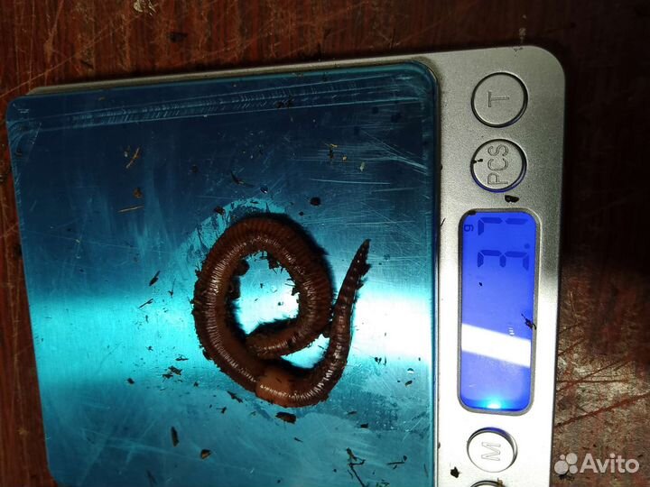 Черви крупная дендробена(выползок)