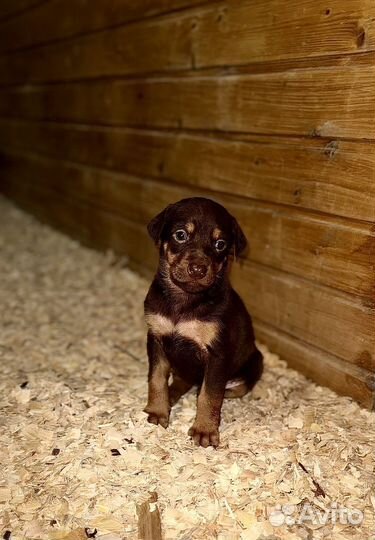 Щенки добермана